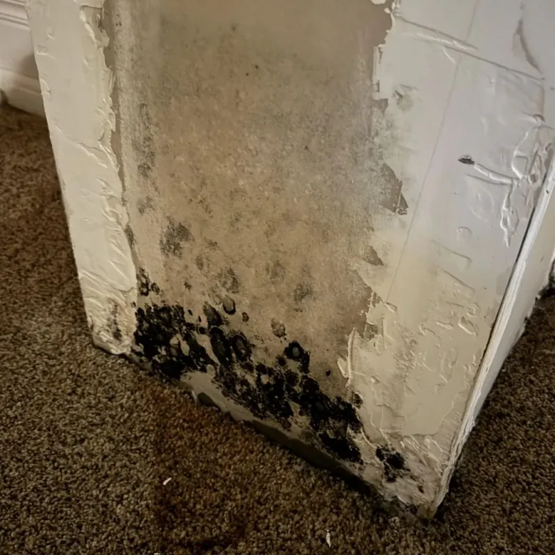 Professional Mold Removal in Cordaville, MA